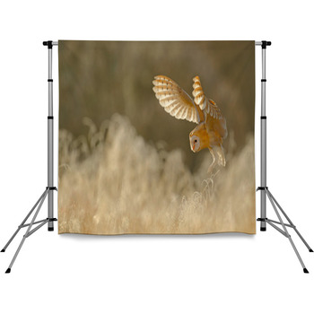 Hunting Barn Owl Wild Bird In Pole Pocket Backdrop