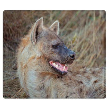 Hyena Rugs
