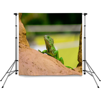 Iguana Pole Pocket Backdrop
