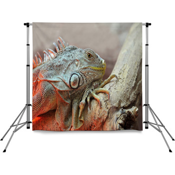 Iguana Pole Pocket Backdrop