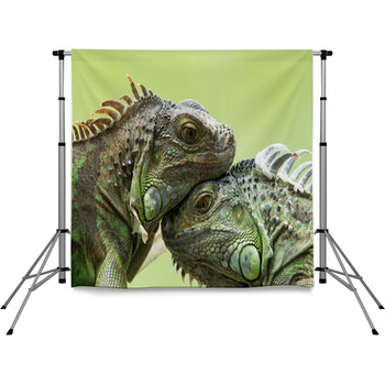 Iguana Pole Pocket Backdrop