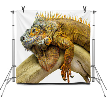 Iguana Reptile Animal Fleece Backdrop
