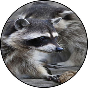  Inquisitive Look Of A Raccoon Or Washing Round Rug