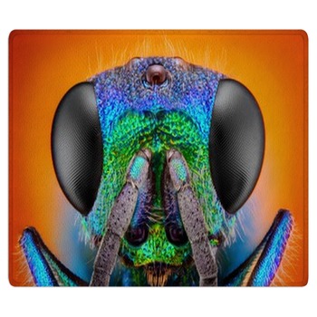 Insect Rugs