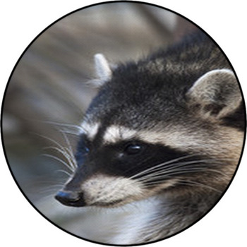 Interest In Eyes Of A Cute And Cuddly Round Rug