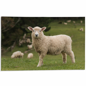 Sheep Area Rugs & Custom Size Floor Mats
