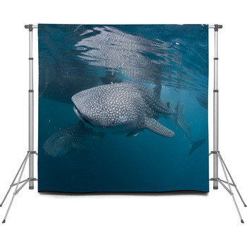 Isolated Whale Shark Portrait Custom Size Backdrop