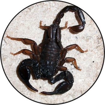 Italian Scorpion (Euscorpius Italicus) Round Rug