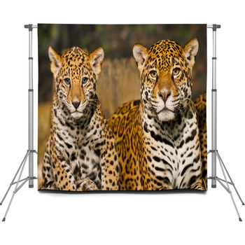 Jaguar Family Custom Size Backdrop