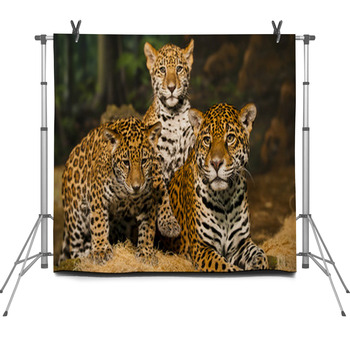 Jaguar Family Fleece Backdrop