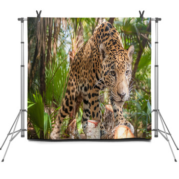 Jaguar Fleece Backdrop