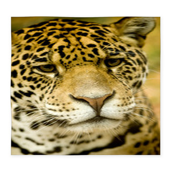 Jaguar - Panthera Onca Custom Size Floor Mat