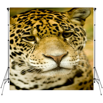 Jaguar - Panthera Onca Fleece Backdrop