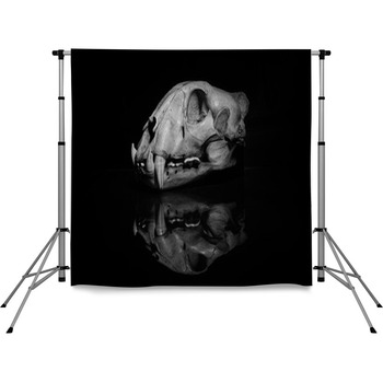 Jaguar Skull In Black And White Pole Pocket Backdrop