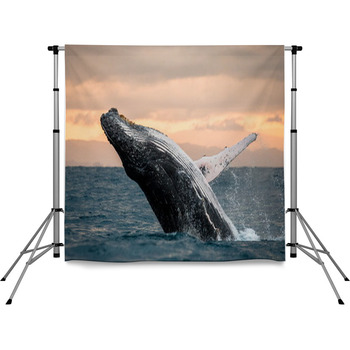 Jumping Humpback Whale Over Water Pole Pocket Backdrop