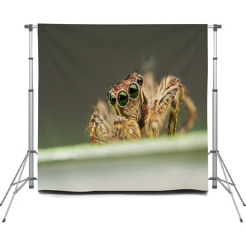 Jumping Spider Custom Size Backdrop