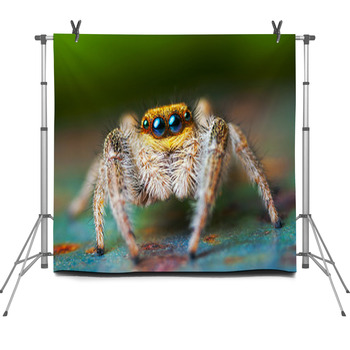 Jumping Spider Fleece Backdrop