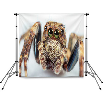 Jumping Spider Pole Pocket Backdrop