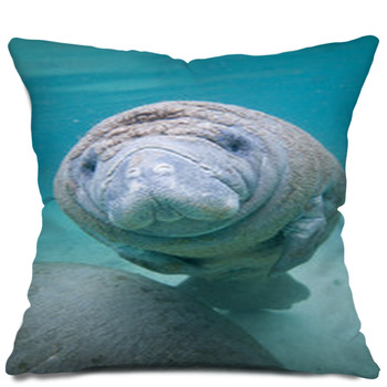 manatee body pillow