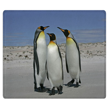 King Penguin, Aptenodytes Patagonicus Area Rug