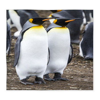 King Penguin - Couple Dreaming The  Custom Size Floor Mat