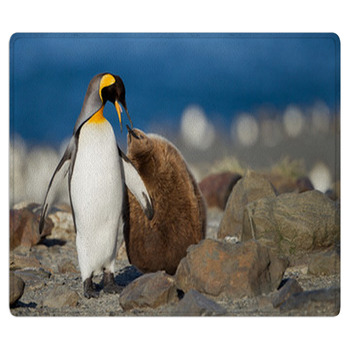 King Penguin With Young One Bath Mat