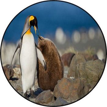 King Penguin With Young One Round Rug
