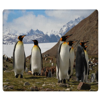 King Penguins, Fortuna Bay, South Georgia Area Rug