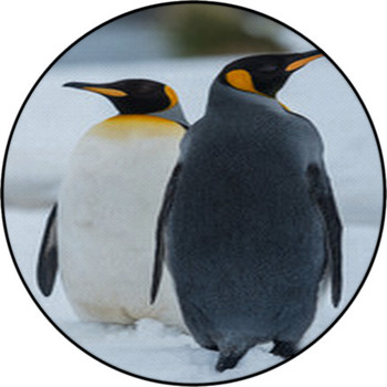 King Penguins Round Rug