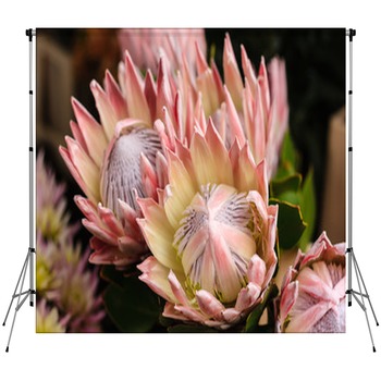 King Protea Custom Size Backdrop