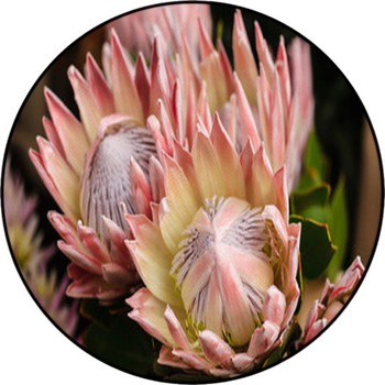 King Protea Round Rug