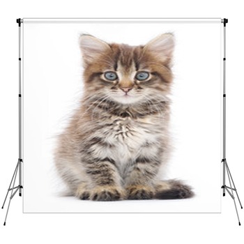 Kitten Backdrops