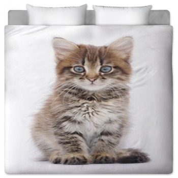 Kitten Bedding