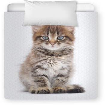 Kitten On A White Background Toddler Comforter