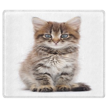 Kitten Rugs