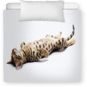 Kitten Toddler Comforter
