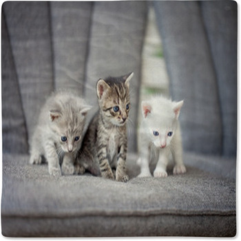 Kittens Baby Blanket