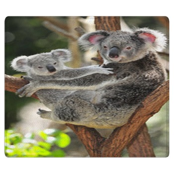 Koala Rugs