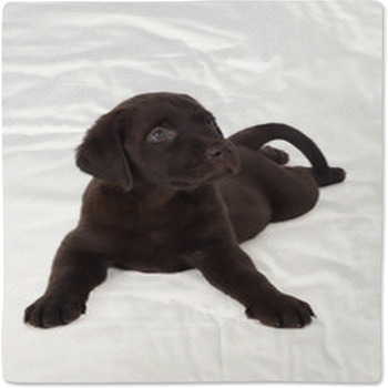 Labrador Puppy Baby Blanket