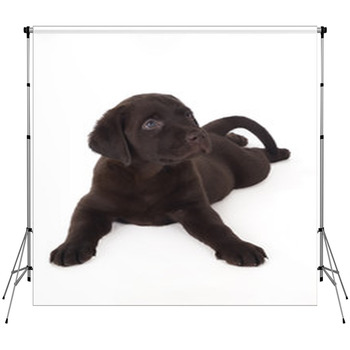 Labrador Puppy Fleece Backdrop