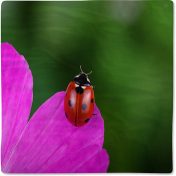 Ladybug And Flower Baby Blanket