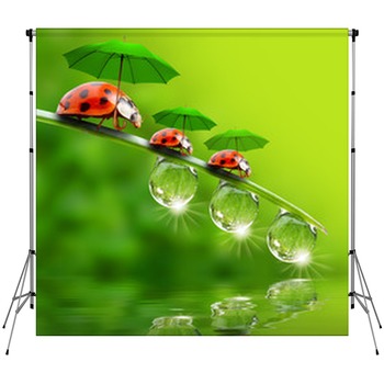 Ladybug Backdrops