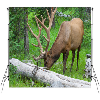 Large Bull Elk Grazing In Summer Custom Size Backdrop