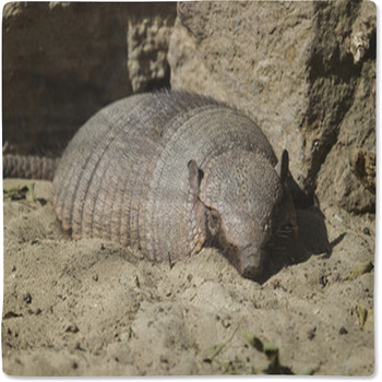 Large Hairy Armadillo Resting Baby Blanket