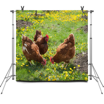 Laying Hens In The Yard Fleece Backdrop
