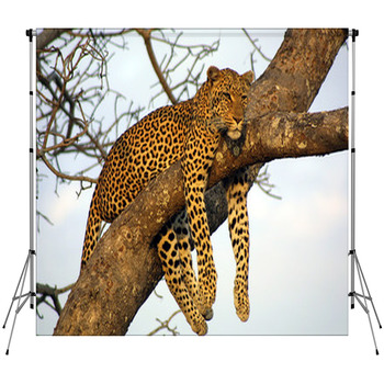 Lazy Lounging Leopard Fleece Backdrop