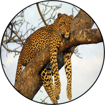 Lazy Lounging Leopard Round Rug