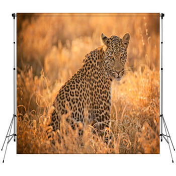 Leopard At Sunset Custom Size Backdrop
