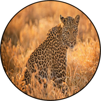 Leopard At Sunset Round Rug