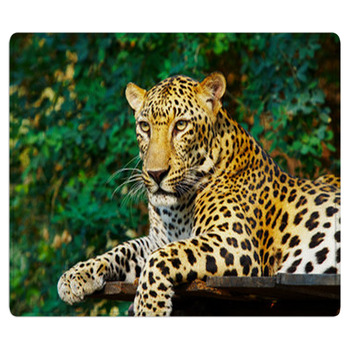 Leopard Cat Area Rug